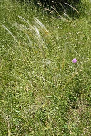 Stipa pennata agg. \ Grauscheidiges Federgras / Great Feather-Grass, Kroatien/Croatia Učka 28.6.2010