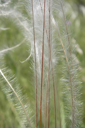 Stipa pennata agg. / Great Feather-Grass, Croatia Učka 28.6.2010