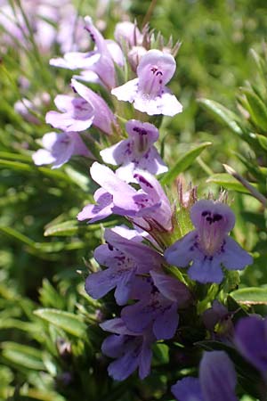 Satureja subspicata \ Zwerg-Bohnenkraut / Summer Savory, Kroatien/Croatia Učka 12.8.2016