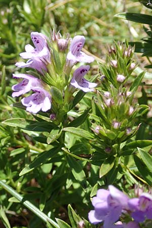 Satureja subspicata / Summer Savory, Croatia Učka 12.8.2016