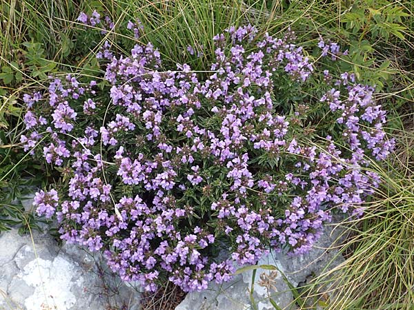 Satureja subspicata / Summer Savory, Croatia Učka 12.8.2016