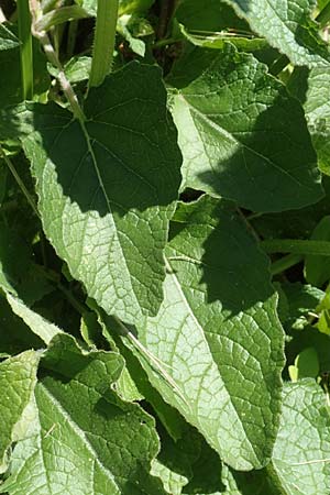 Salvia verticillata \ Quirl-Salbei / Whorled Sage, Kroatien/Croatia Risnjak 14.8.2016