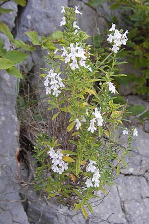 Satureja montana \ Winter-Bohnenkraut, Karst-Bergminze / Winter Savory, Kroatien/Croatia Velebit 18.8.2016