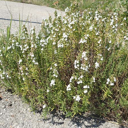 Satureja montana \ Winter-Bohnenkraut, Karst-Bergminze / Winter Savory, Kroatien/Croatia Velebit 18.8.2016