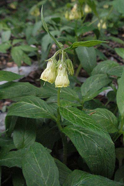 Symphytum tuberosum \ Knotiger Beinwell / Tuberous Comfrey, Kroatien/Croatia Velebit 1.6.2006