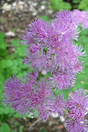 Thalictrum aquilegiifolium / French Meadow-Rue, Croatia Plitvička 1.6.2008