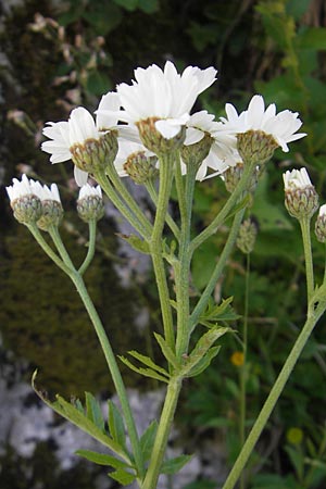 Tanacetum corymbosum \ Ebenstruige Wucherblume, Kroatien Učka 28.6.2010