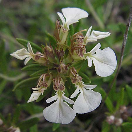 Teucrium montanum \ Berg-Gamander / Mountain Germander, Kroatien/Croatia Istrien/Istria, Bale 29.5.2006