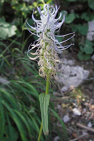 Phyteuma spicatum \ Weie Teufelskralle, hrige Teufelskralle / Spiked Rampion, Kroatien/Croatia Velebit Zavizan 17.7.2007