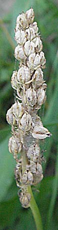 Phyteuma spicatum / Spiked Rampion, Croatia Plitvička 19.7.2007