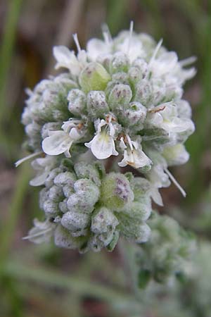 Teucrium polium \ Polei-Gamander / Penny-Royal Germander, Kroatien/Croatia Istrien/Istria, Premantura 5.6.2008