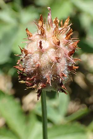 Trifolium fragiferum \ Erdbeer-Klee, Kroatien Istrien, Vrh 11.8.2016