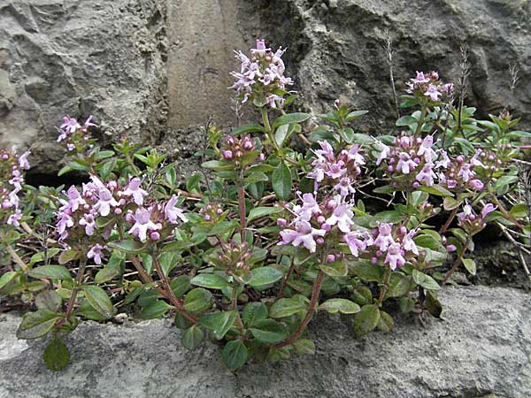 Thymus pulegioides / Large Thyme, Croatia Slunj 4.6.2006