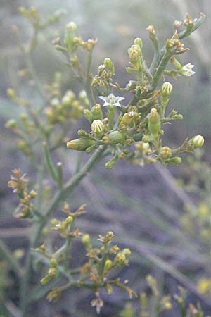 Thesium divaricatum \ Sparriger Bergflachs, Sparriges Leinblatt / Branched Bastard Toadflax, Kroatien/Croatia Senj 16.7.2007