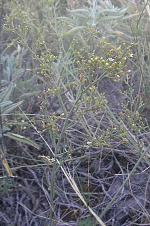 Thesium divaricatum \ Sparriger Bergflachs, Sparriges Leinblatt / Branched Bastard Toadflax, Kroatien/Croatia Senj 16.7.2007