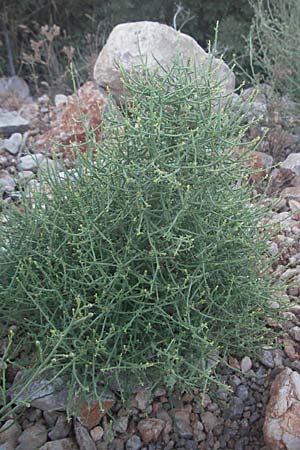 Thesium divaricatum \ Sparriger Bergflachs, Sparriges Leinblatt / Branched Bastard Toadflax, Kroatien/Croatia Senj 16.7.2007