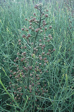 Thesium divaricatum / Branched Bastard Toadflax, Croatia Senj 16.7.2007