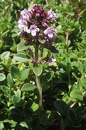 Thymus pulegioides / Large Thyme, Croatia Velebit Zavizan 17.7.2007