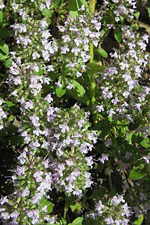 Thymus pulegioides \ Arznei-Thymian, Gemeiner Thymian, Kroatien Velebit 17.7.2007