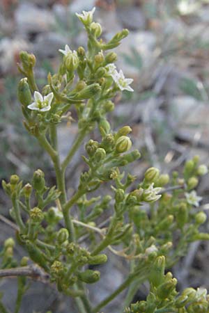 Thesium divaricatum \ Sparriger Bergflachs, Sparriges Leinblatt / Branched Bastard Toadflax, Kroatien/Croatia Senj 18.7.2007