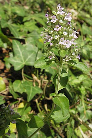 Thymus pulegioides \ Arznei-Thymian, Gemeiner Thymian / Large Thyme, Kroatien/Croatia Plitvička 19.7.2007