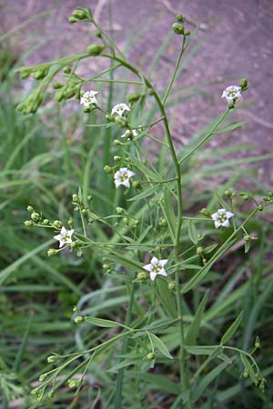 Thesium divaricatum \ Sparriger Bergflachs, Sparriges Leinblatt / Branched Bastard Toadflax, Kroatien/Croatia Plitvička 1.6.2008