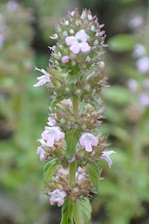 Thymus pulegioides \ Arznei-Thymian, Gemeiner Thymian / Large Thyme, Kroatien/Croatia Velebit 18.8.2016