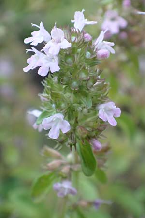 Thymus pulegioides \ Arznei-Thymian, Gemeiner Thymian / Large Thyme, Kroatien/Croatia Velebit 18.8.2016