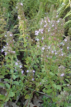 Thymus pulegioides \ Arznei-Thymian, Gemeiner Thymian / Large Thyme, Kroatien/Croatia Velebit 18.8.2016