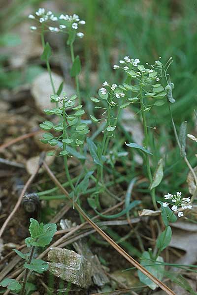 Microthlaspi perfoliatum \ hrchen-Kleintschelkraut, Stngelumfassendes Hellerkraut / Perfoliate Penny-Cress, Claspleaf Penny-Cress, Kroatien/Croatia Pelješac, Pijavicino 4.4.2006