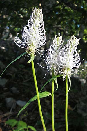 Phyteuma spicatum / Spiked Rampion, Croatia Velebit 30.6.2010