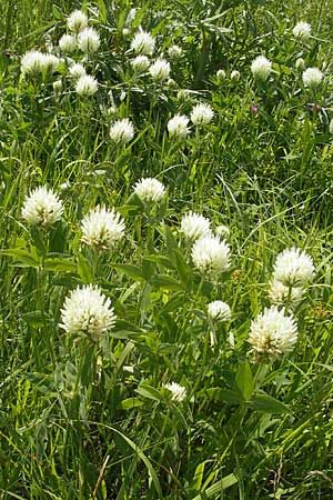 Trifolium pannonicum / Hungarian Clover, Croatia Otočac 30.6.2010