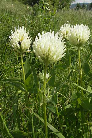 Trifolium pannonicum / Hungarian Clover, Croatia Otočac 30.6.2010