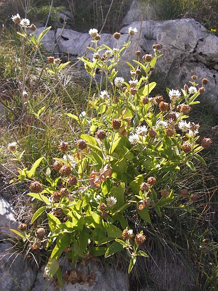 Trifolium pannonicum ? / Hungarian Clover, Croatia Velebit 19.8.2016