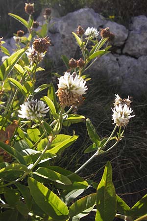 Trifolium pannonicum ? / Hungarian Clover, Croatia Velebit 19.8.2016