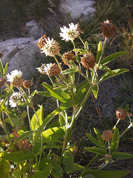 Trifolium pannonicum ? \ Ungarischer Klee / Hungarian Clover, Kroatien/Croatia Velebit 19.8.2016