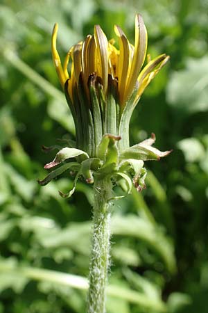 Taraxacum specD ? \ Lwenzahn, Kroatien Istrien, Ičići 16.8.2016