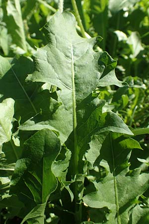 Taraxacum specD ? \ Lwenzahn / Dandelion, Kroatien/Croatia Istrien/Istria, Ičići 16.8.2016