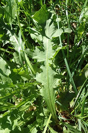 Taraxacum specD ? \ Lwenzahn, Kroatien Istrien, Ičići 16.8.2016