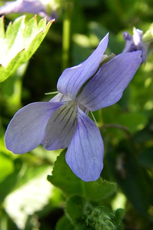 Viola canina \ Hunds-Veilchen / Dog Violet, Kroatien/Croatia Plitvička 31.5.2008