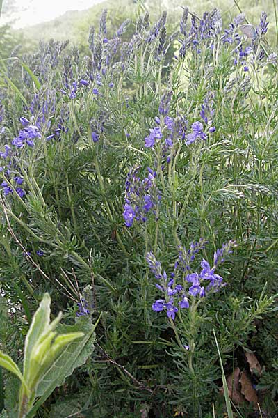 Veronica austriaca subsp. jacquinii / Jacquin's Speedwell, Croatia Velebit Oltare 31.5.2006