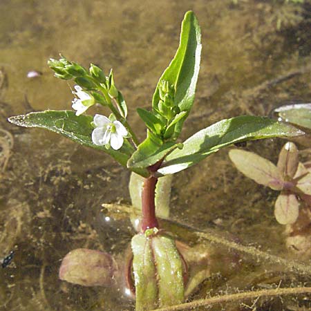 Veronica catenata \ Blasser Gauchheil-Ehrenpreis, Roter Wasser-Ehrenpreis / Pink Water Speedwell, Kroatien/Croatia Gospic 17.7.2007