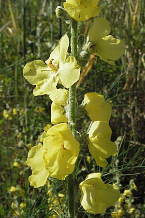 Verbascum phlomoides \ Windblumen-Knigskerze / Orange Mullein, Kroatien/Croatia Istrien/Istria, Rabac 15.7.2007