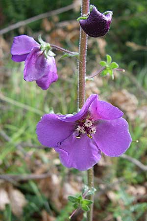 Verbascum phoeniceum \ Violette Knigskerze / Purple Mullein, Kroatien/Croatia Istrien/Istria, Zminj 5.6.2008