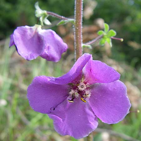 Verbascum phoeniceum / Purple Mullein, Croatia Istria, Zminj 5.6.2008