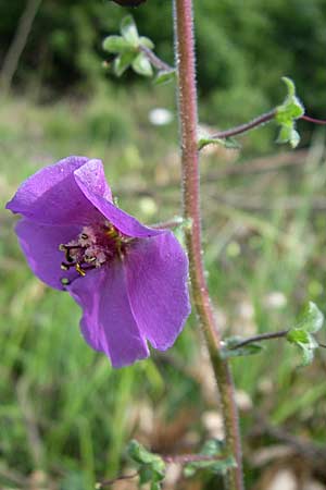 Verbascum phoeniceum \ Violette Knigskerze / Purple Mullein, Kroatien/Croatia Istrien/Istria, Zminj 5.6.2008