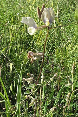 Vicia grandiflora \ Grobltige Wicke, Kroatien Istrien, Poreč 26.5.2006