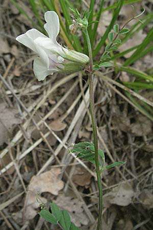 Vicia grandiflora \ Grobltige Wicke, Kroatien Istrien, Bale 29.5.2006