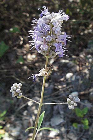 Vitex agnus-castus \ Mnchspfeffer, Keuschbaum / Chaste-Berry Tree, Kroatien/Croatia Istrien/Istria, Rabac 15.7.2007