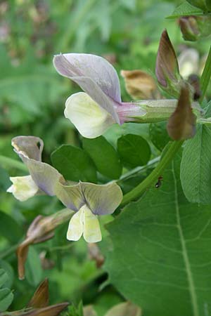 Vicia grandiflora \ Grobltige Wicke, Kroatien Istrien, Zminj 5.6.2008